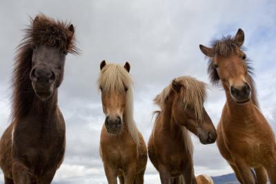 Icelandic horses in the winter 1