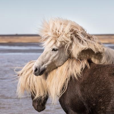 Icelandic horses in the winter 1