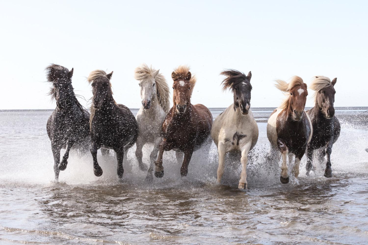 Icelandic horses in the winter