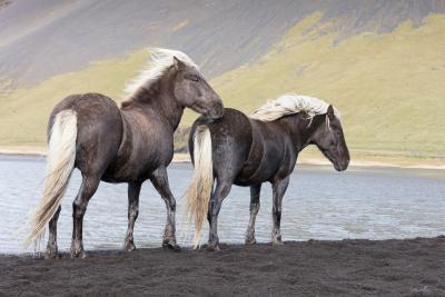 Icelandic horses in the winter 1