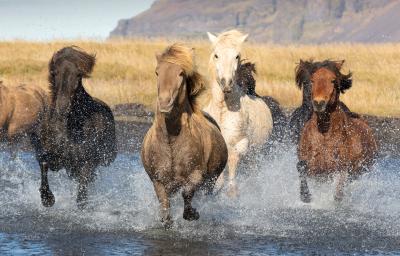 Icelandic horses in the winter 1