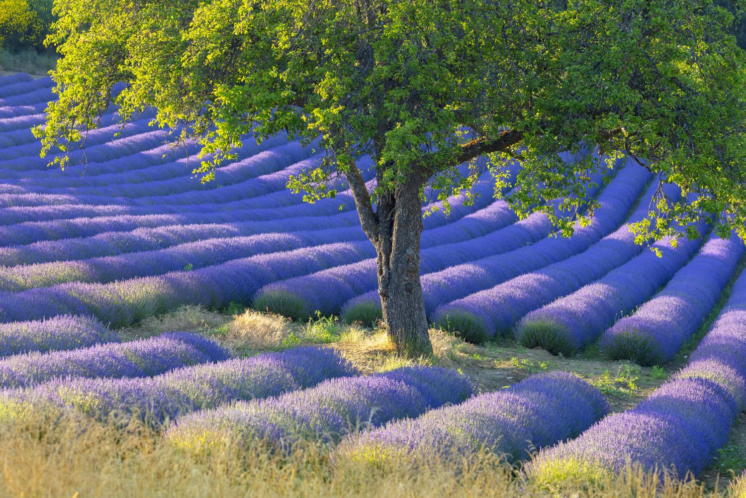 Tree surrounded by lavender