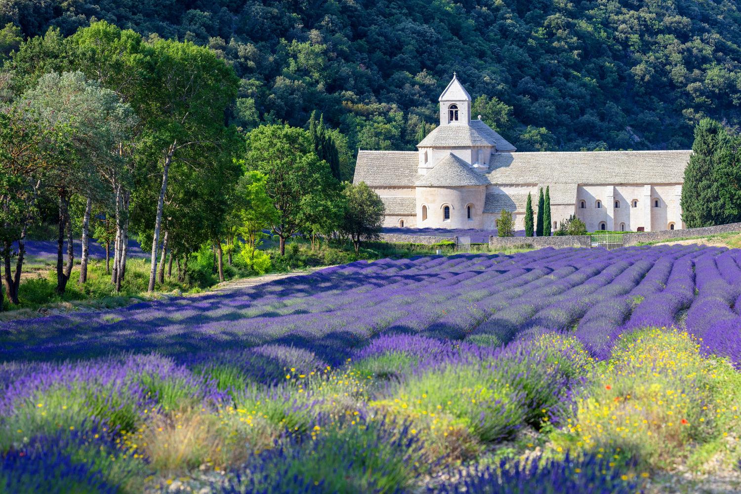 Senanque abbey