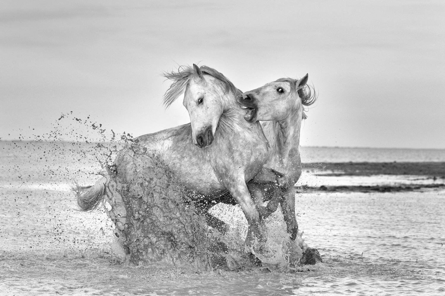 White Horses photo workshop