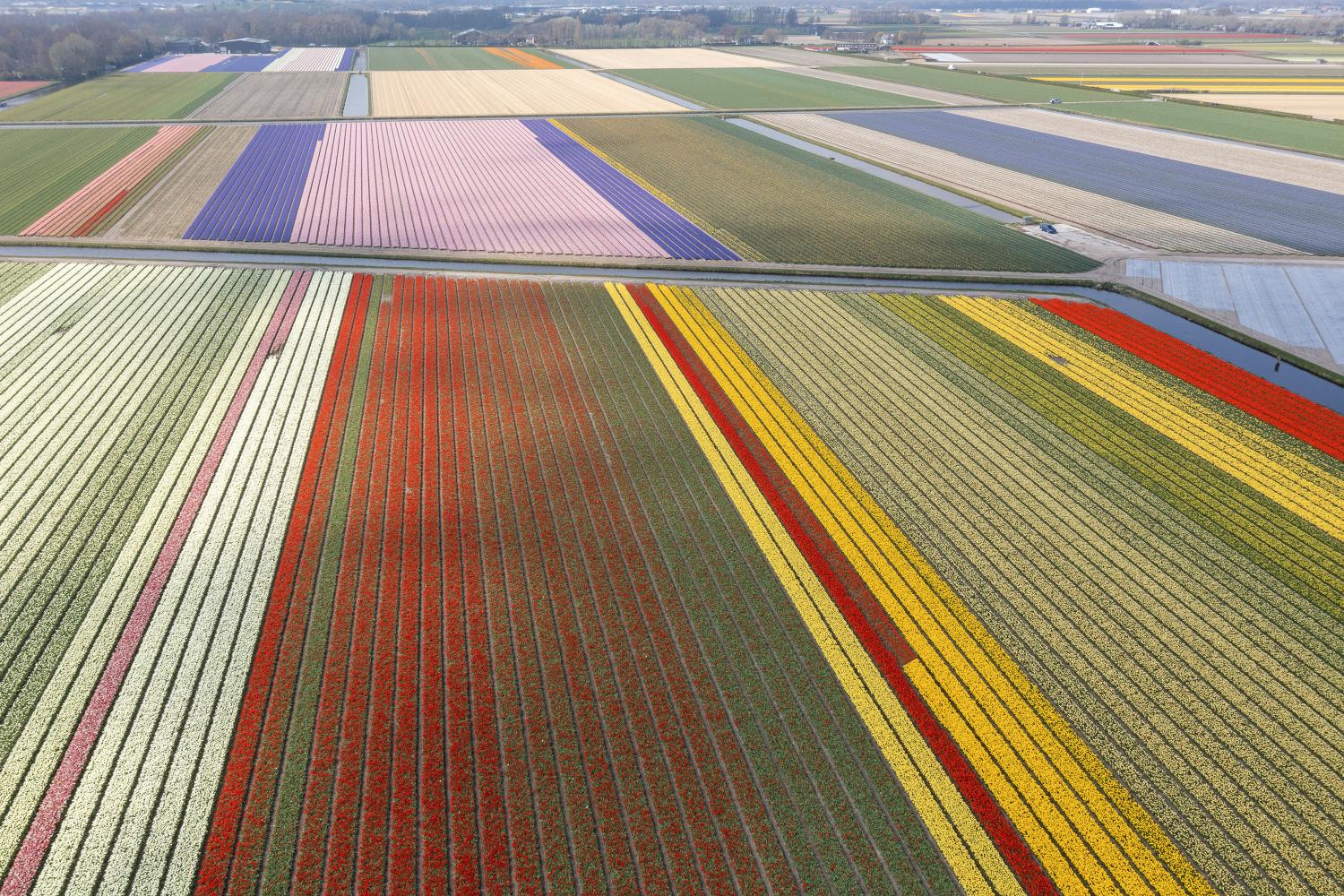 Aerial view of tulip fields