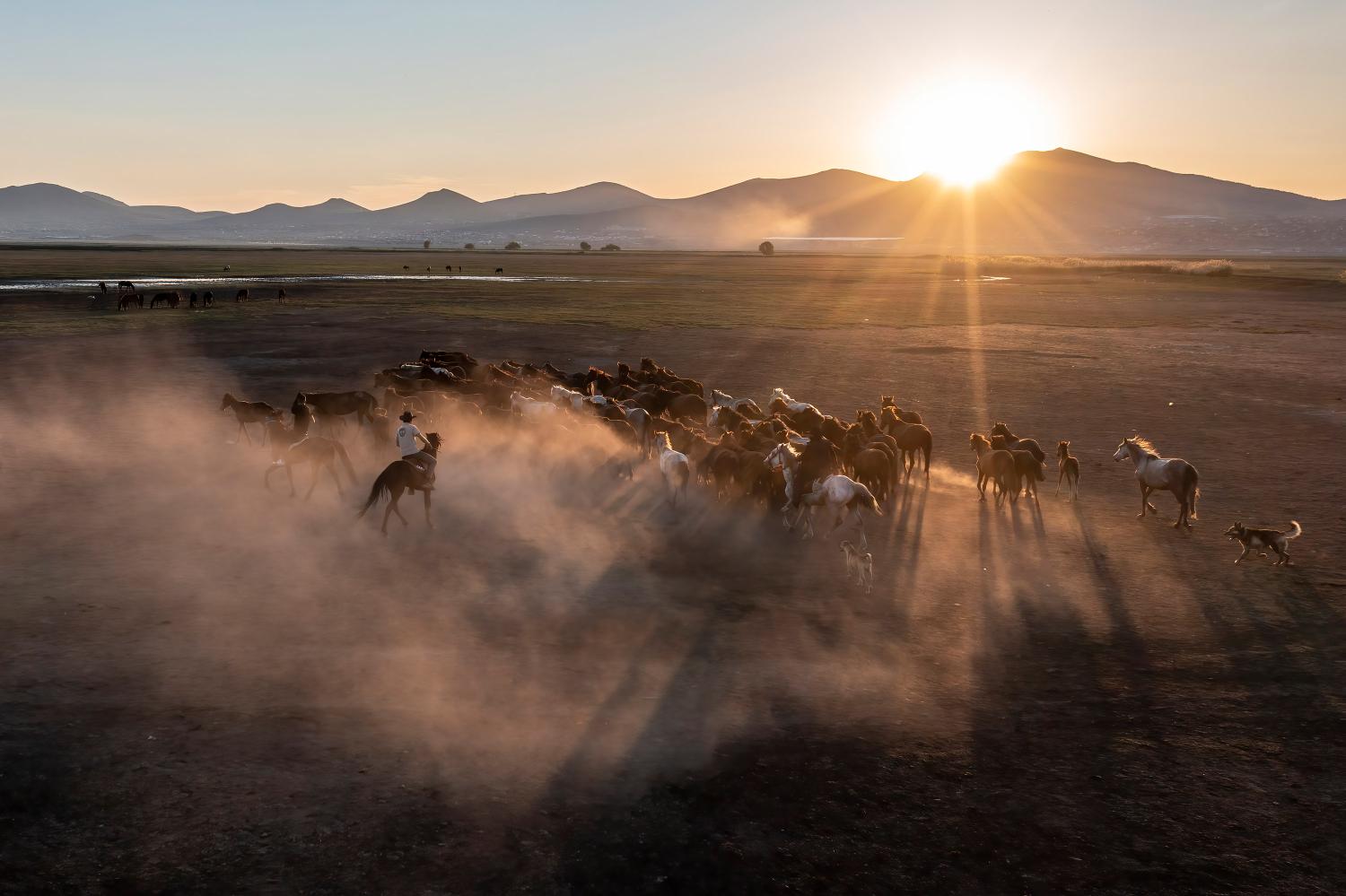 Yilki horses at sunset