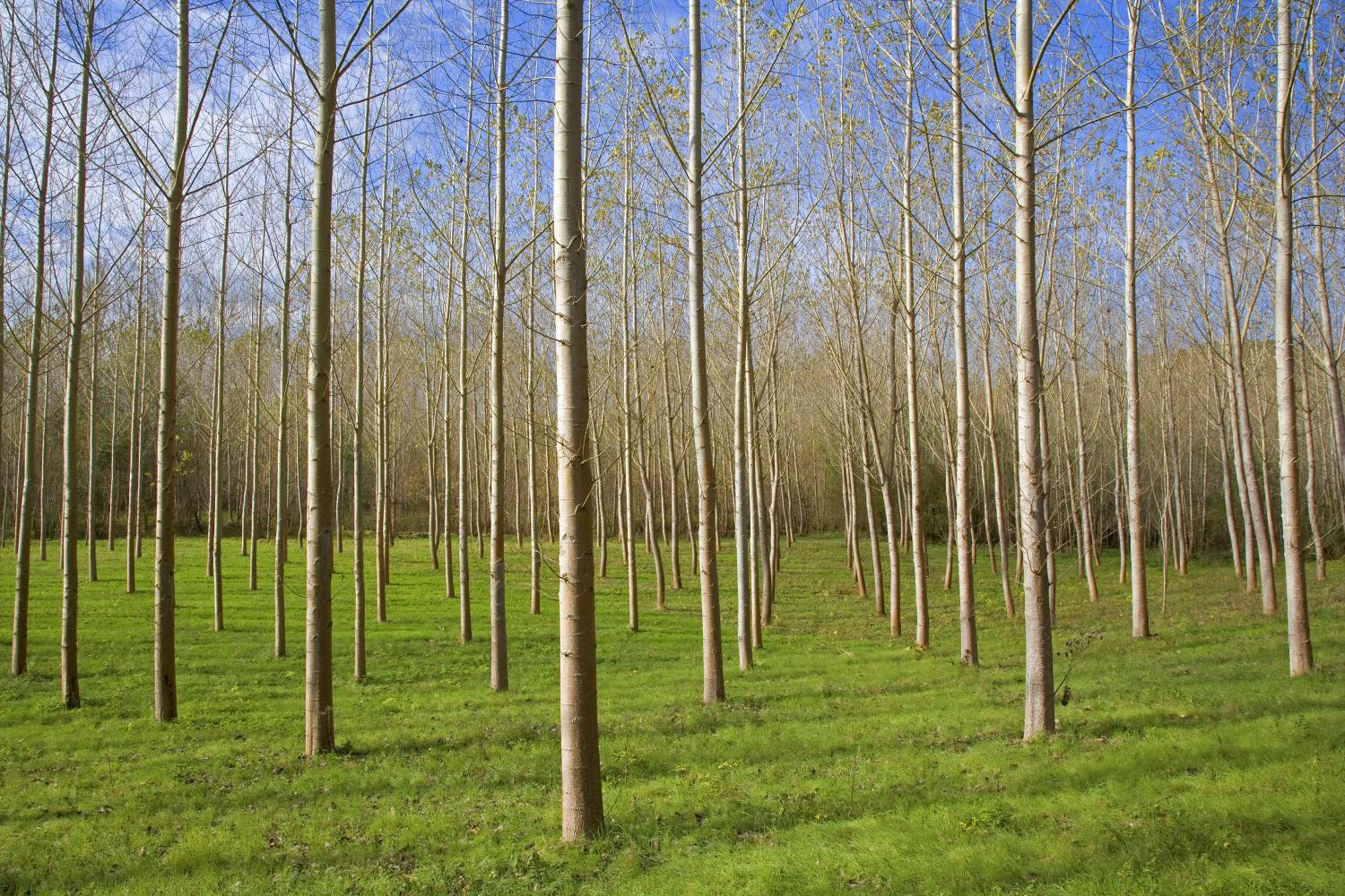 Poplar trees