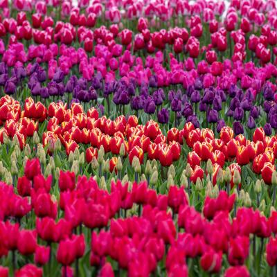 Tulip fields of Holland photo workshop 1