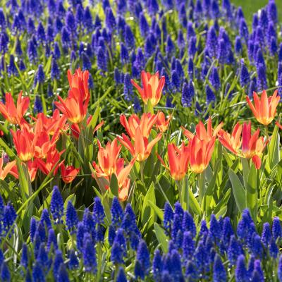 Tulip fields of Holland photo workshop 1