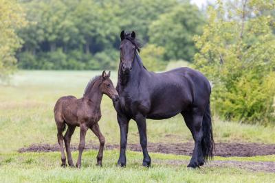 Friesian horses equine photography workshop 1 Friesian horses equine photography workshop 1