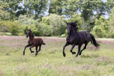 Friesian horses equine photography workshop 1