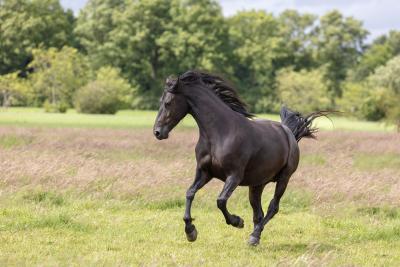Friesian horses equine photography workshop 1