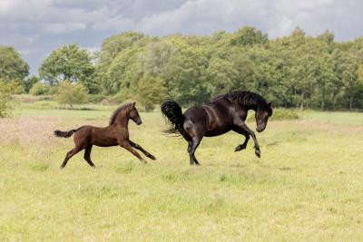 Friesian horses equine photography workshop 1