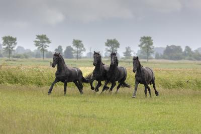 Friesian horses equine photography workshop 1
