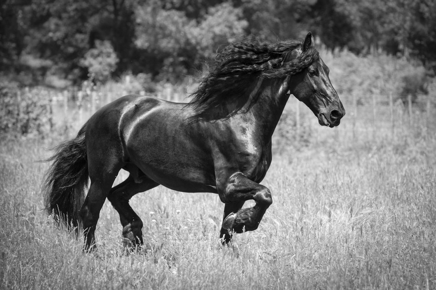 Friesian horse running free