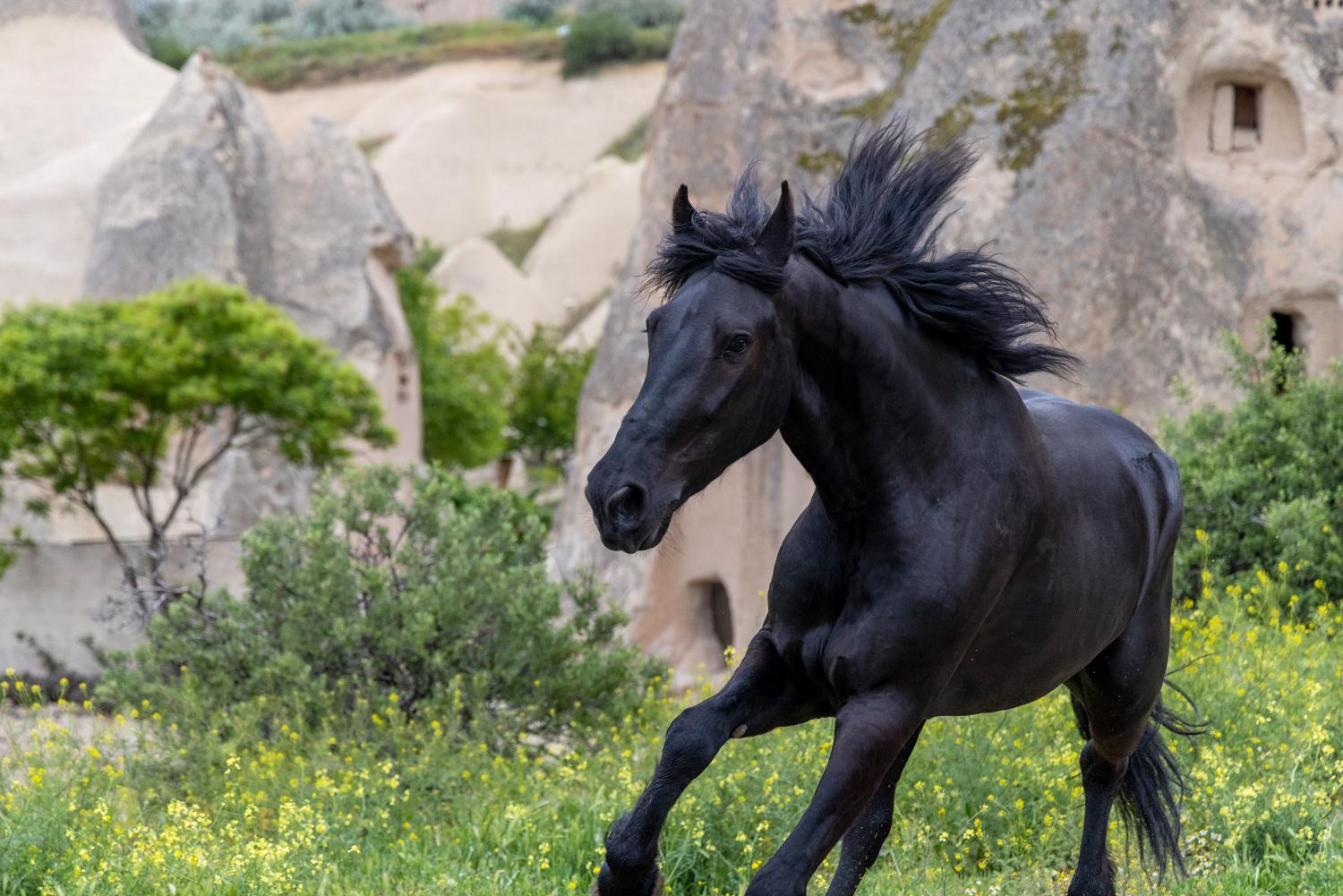 Friesian horse in Goreme, Cappadocia