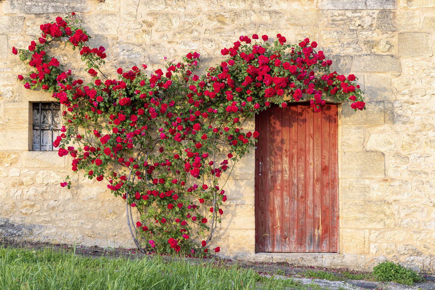 Roses in the spring