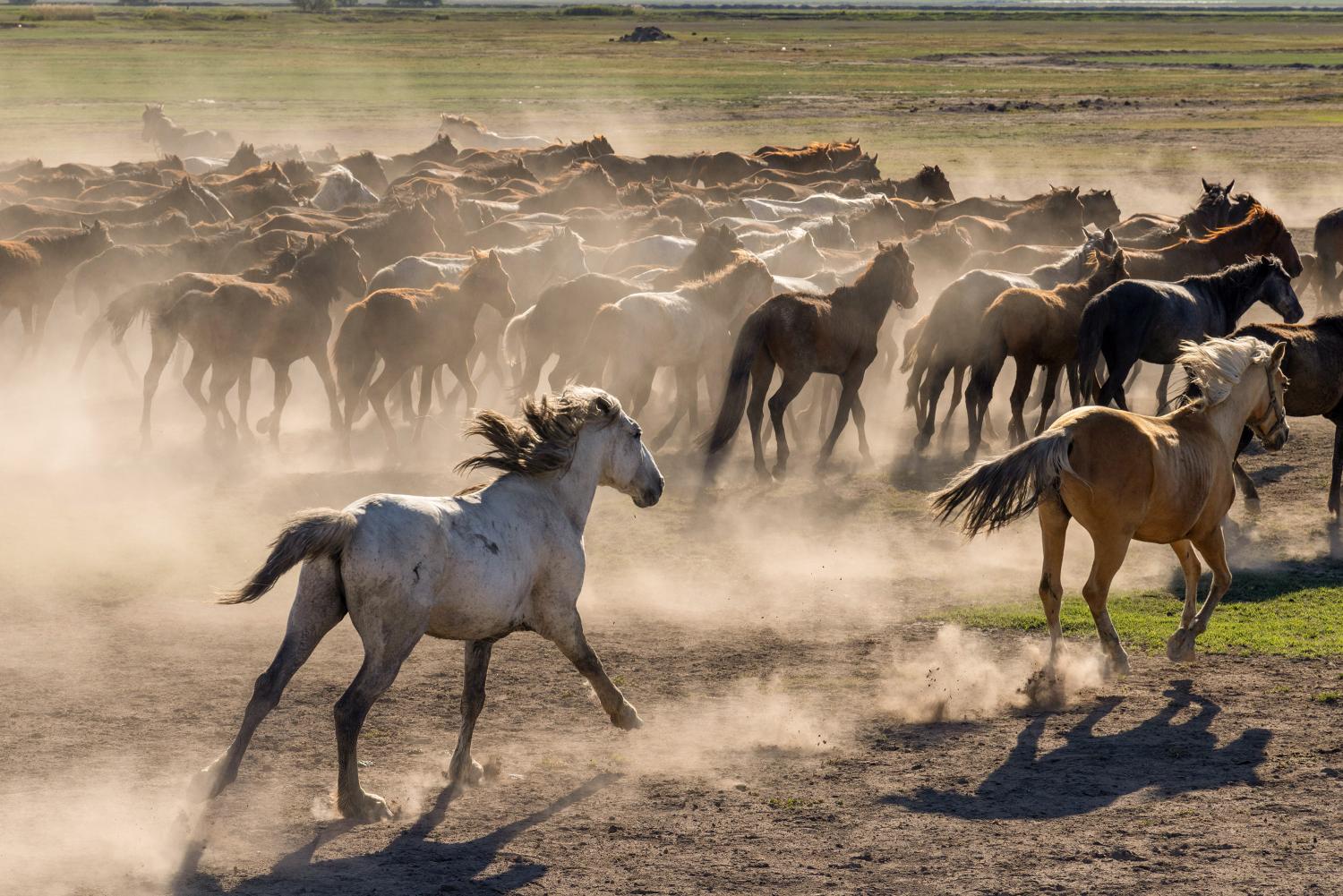 Yilki horses running through the dust