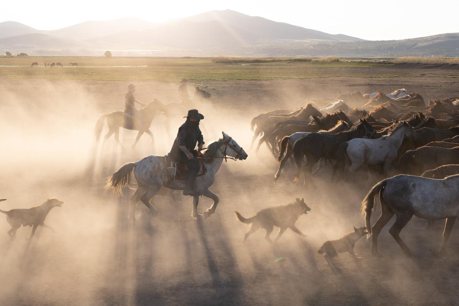 Herding the Yilki horses