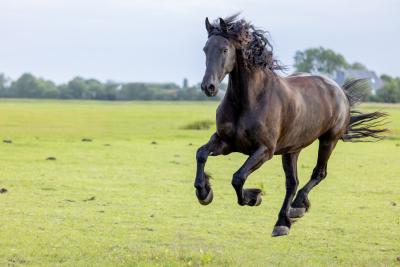 Friesian horses equine photography workshop 1