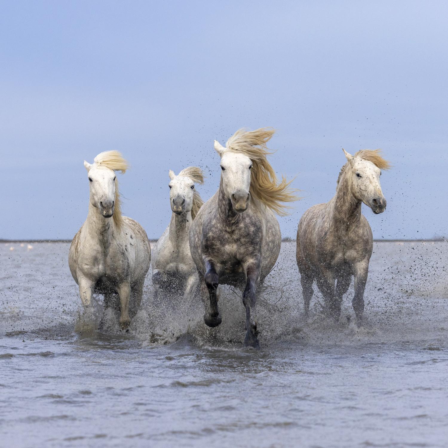 White horses running though a lake