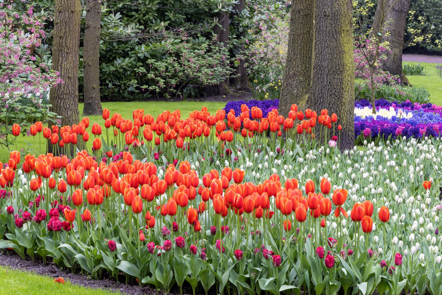 Keukenhof