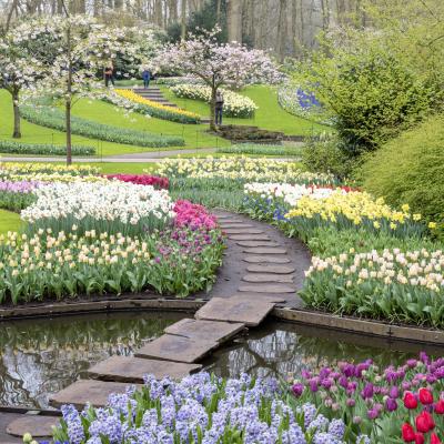 Tulip fields of Holland photo workshop 1