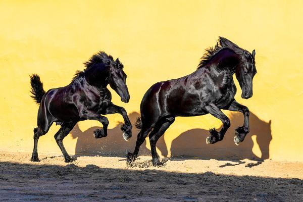 Friesian horses 