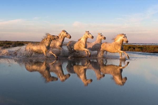 Horses