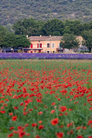 Poppies & lavender 