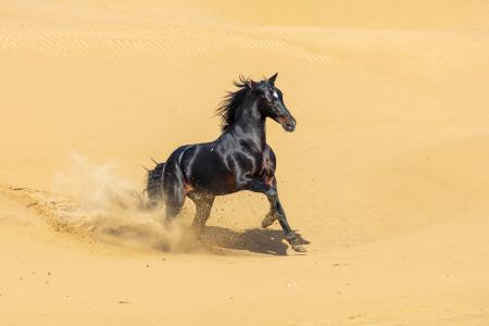 Black stallion, Essaouira, Morocco