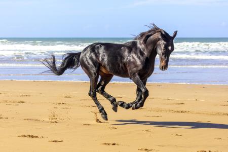 Running free, Essaouira, Morocco