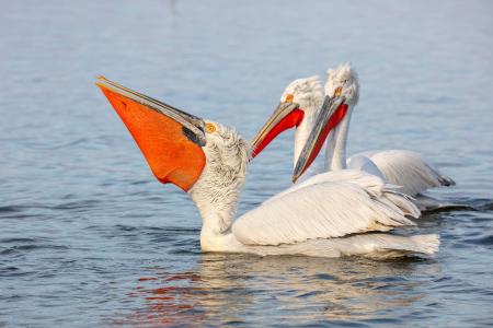 Orange beak