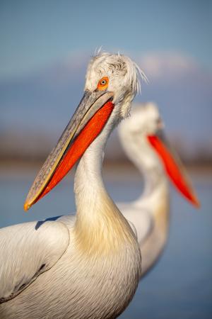 Portrait of a Dalmatian pelican