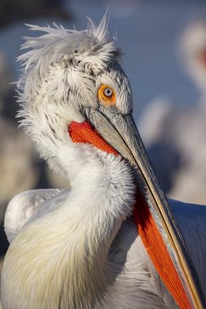 Pelican in profile