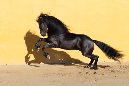Jumping Friesian horse