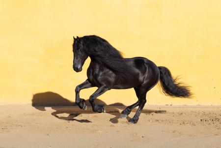 Running friesian