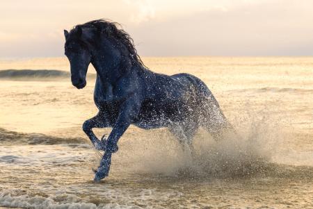 Friesian in the sea