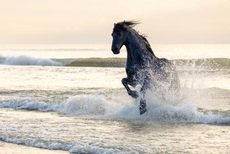 Friesian horse in the surf
