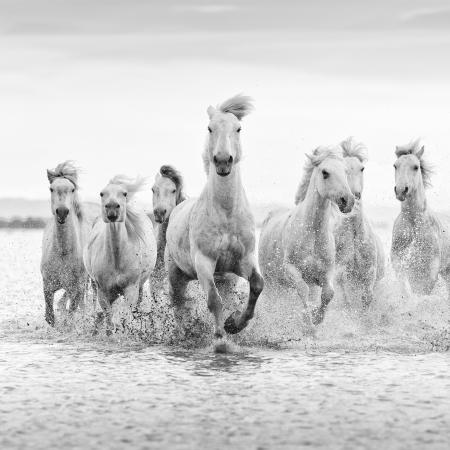 White horses of the Camargue running through the surf, France