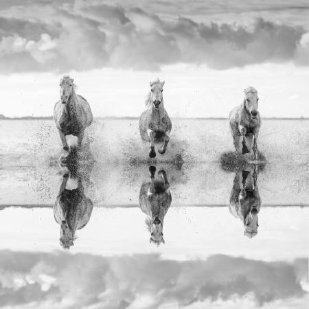 White horses reflected in the marshes, Camargue, France