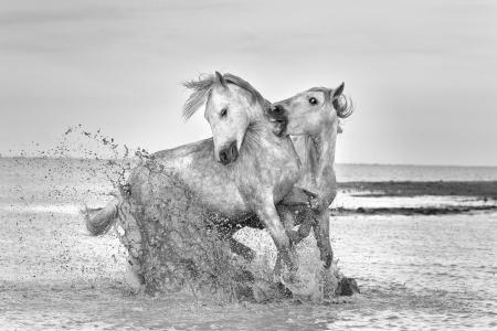 White Horses of the Camargue sparring on the beach 