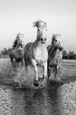 Trois chevaux