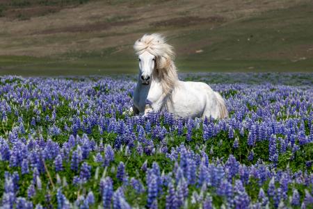 White horse in the lupins