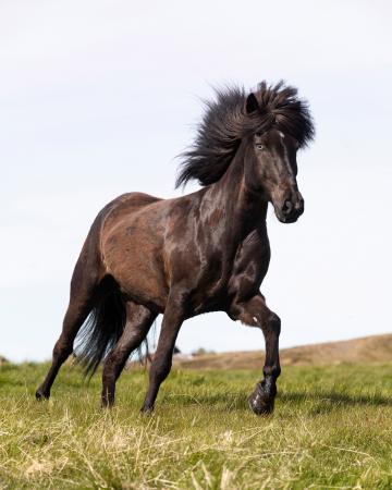 Icelandic horse