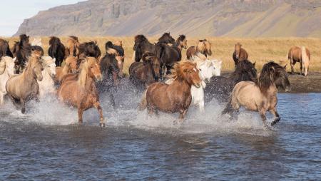 Icelandic horses on the charge