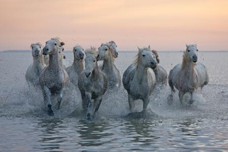 Running herd