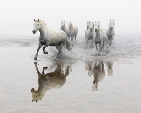 Reflected horses