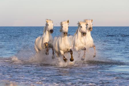 Clean white horses