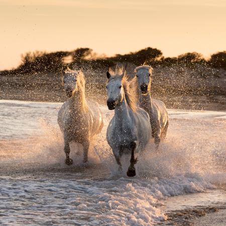 Backlit horses